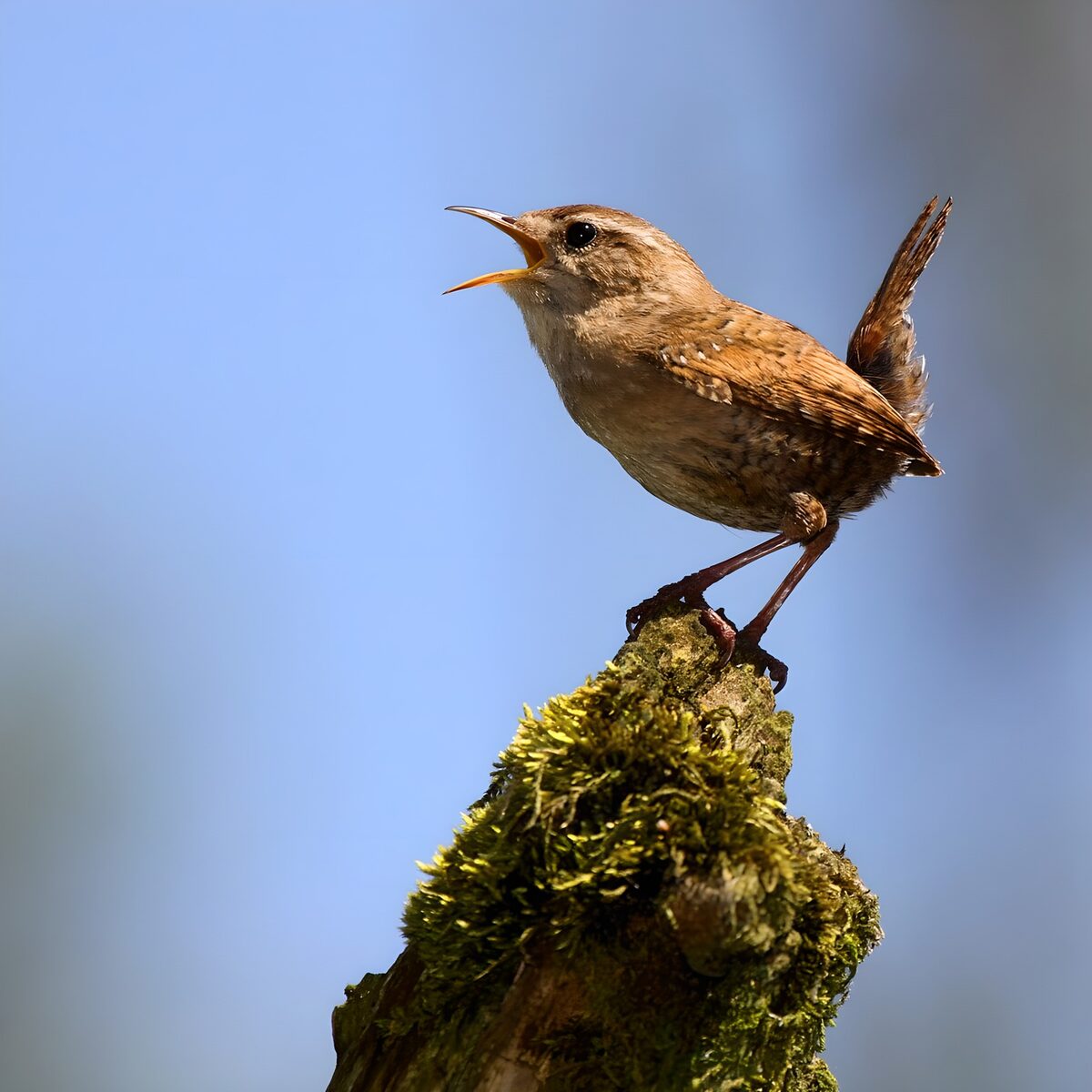TPFR25886: Le chant d'un petit oiseau