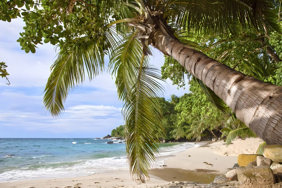 TPFR77121: Plage tranquille sous les palmiers