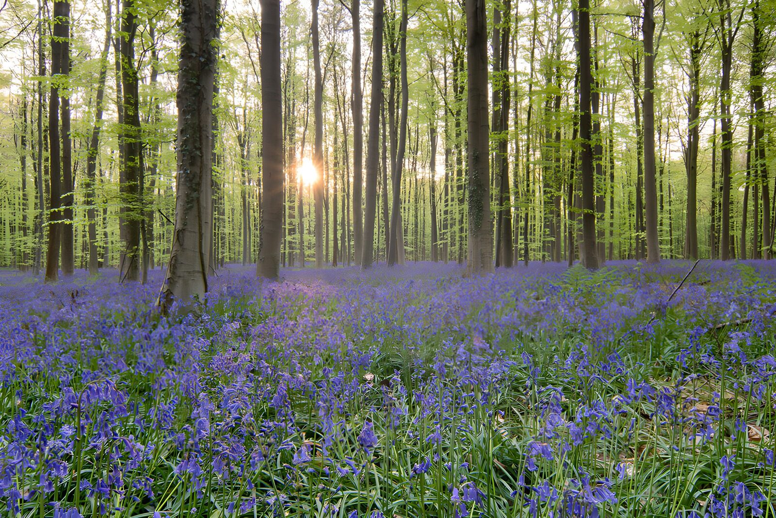 TPFR37871: Forêt de fleurs bleues au crépuscule