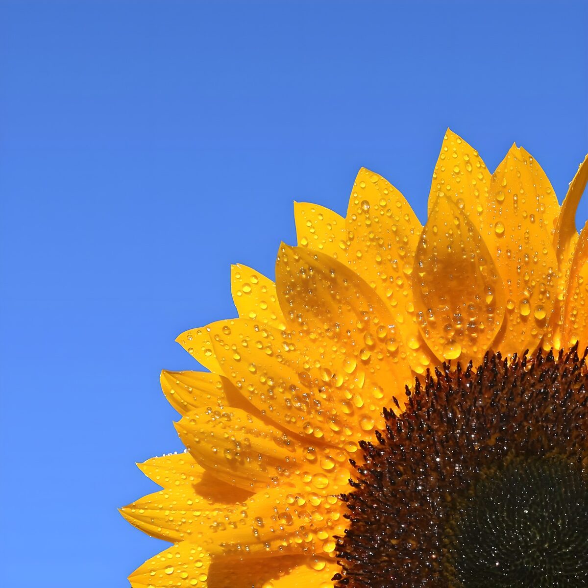 TPFR37172: Fleur de tournesol sous la rosée