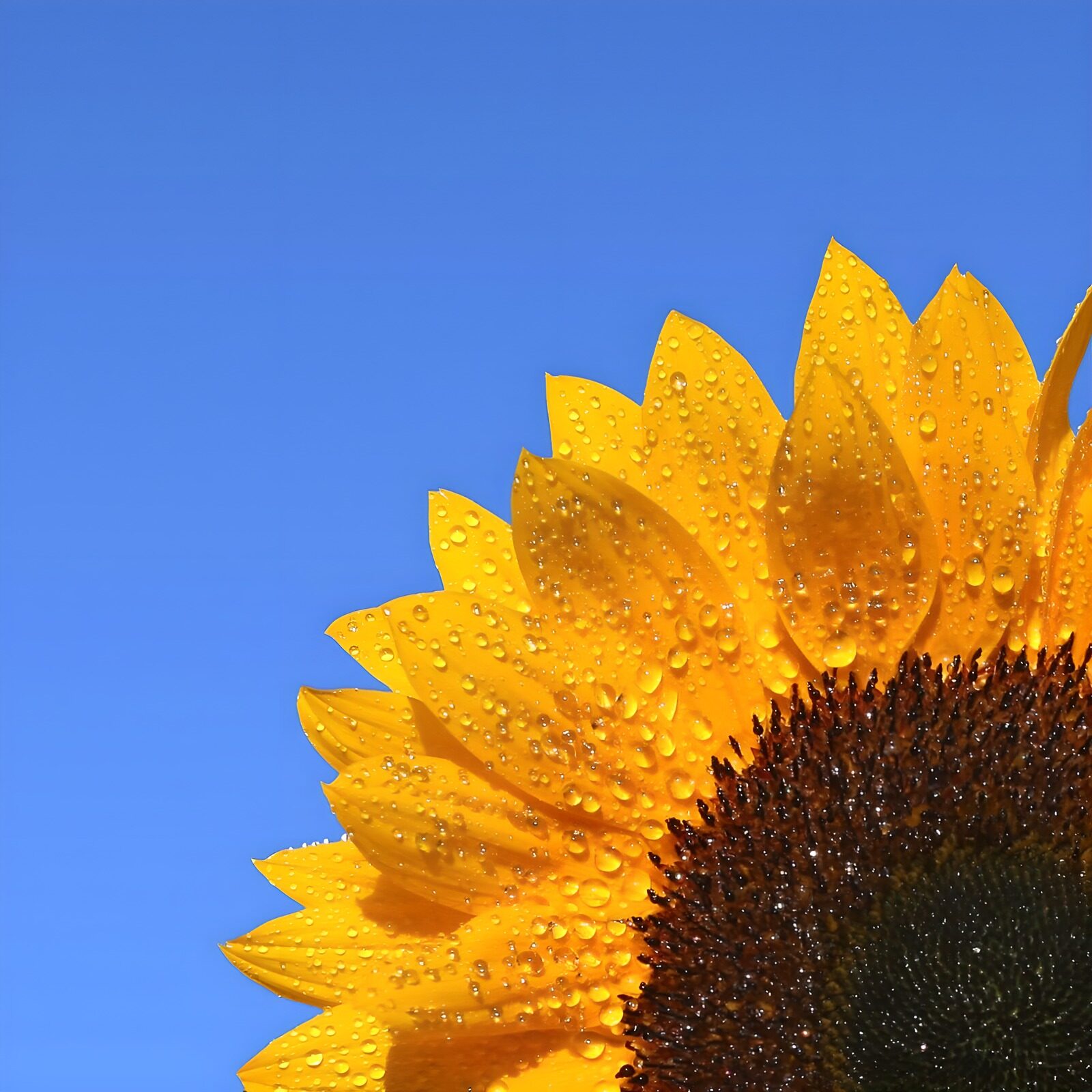 TPFR37172: Fleur de tournesol sous la rosée