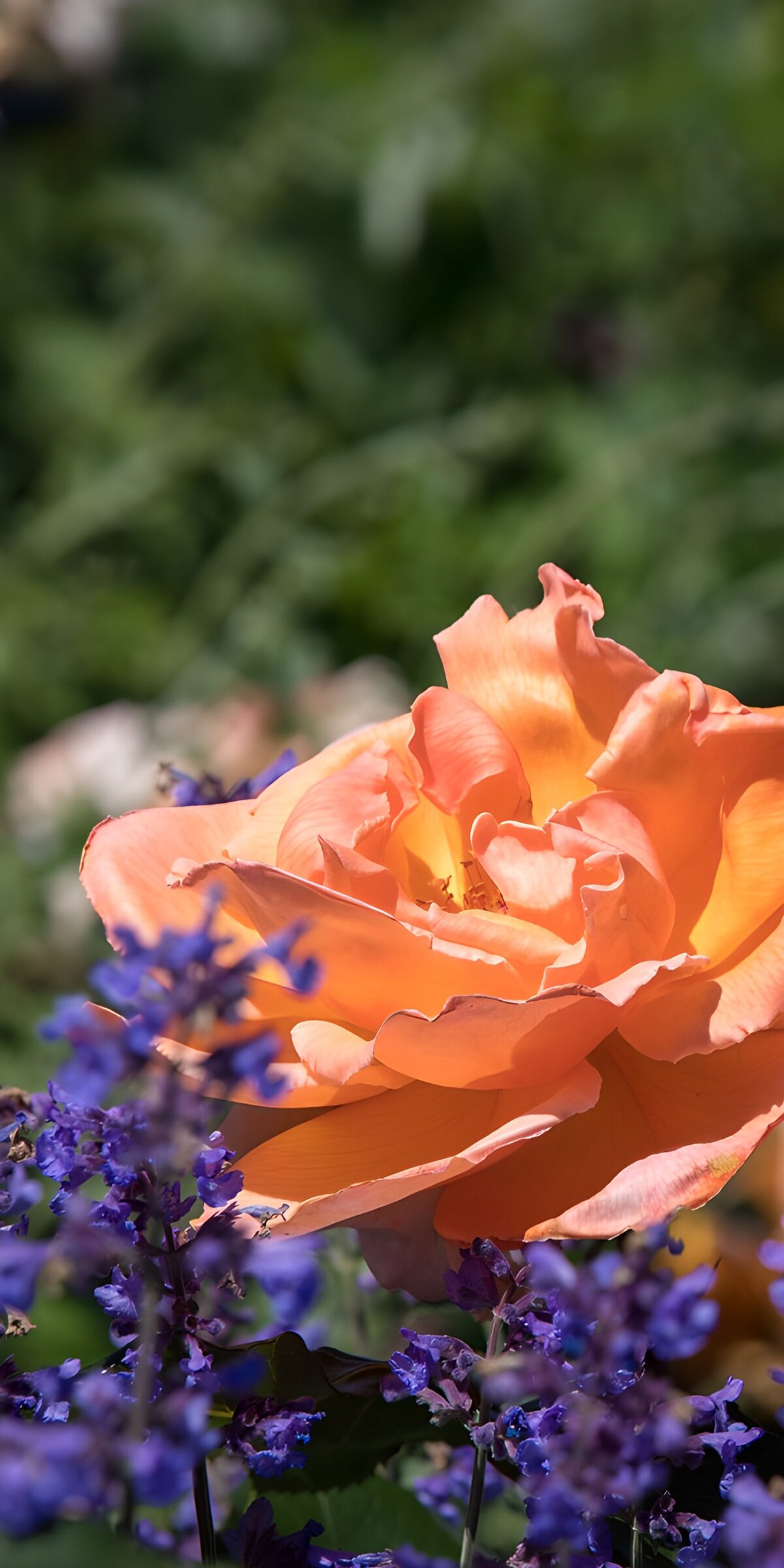 TPFR32619: Rose orange et fleurs violettes