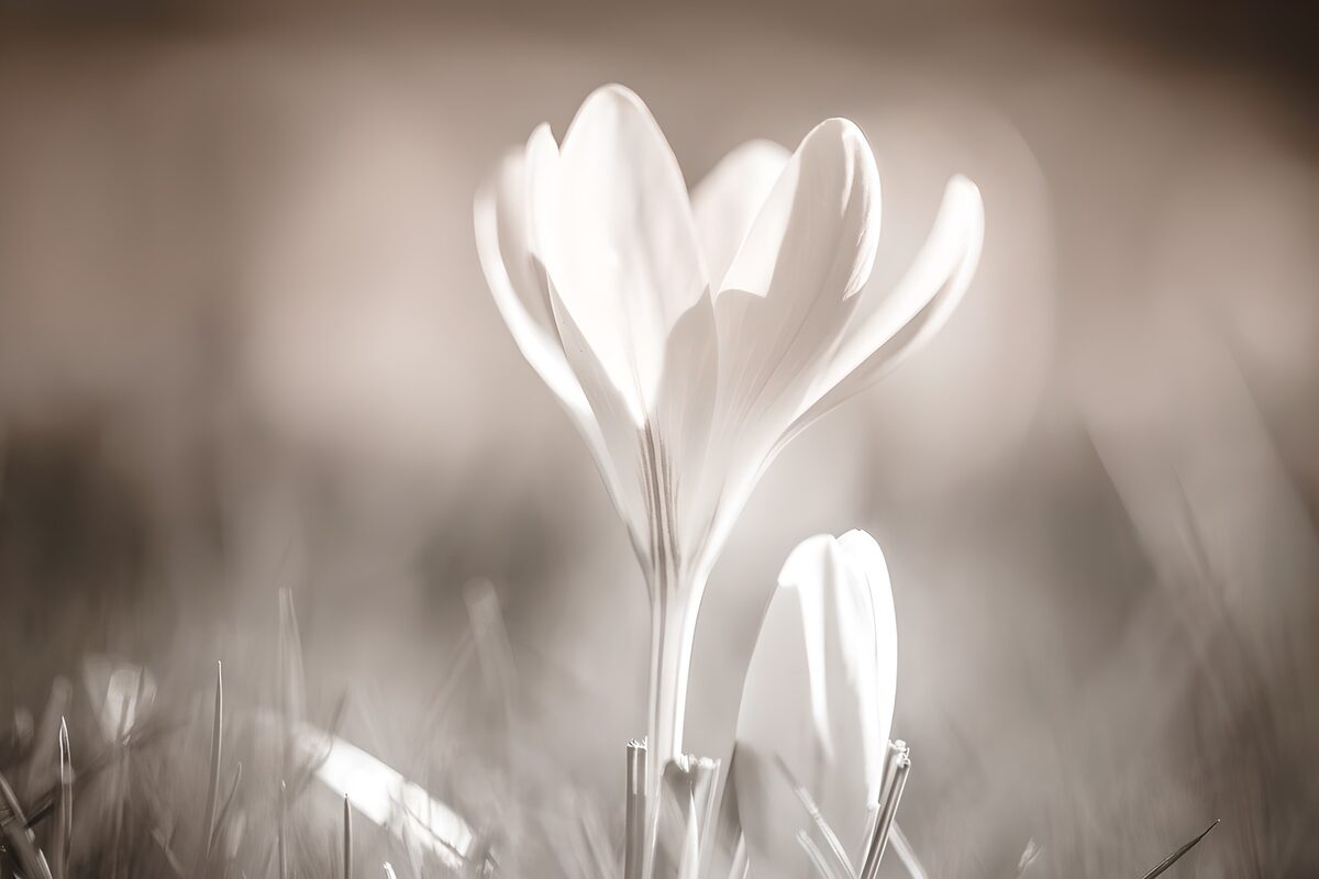 Fleur délicate dans la lumière douce