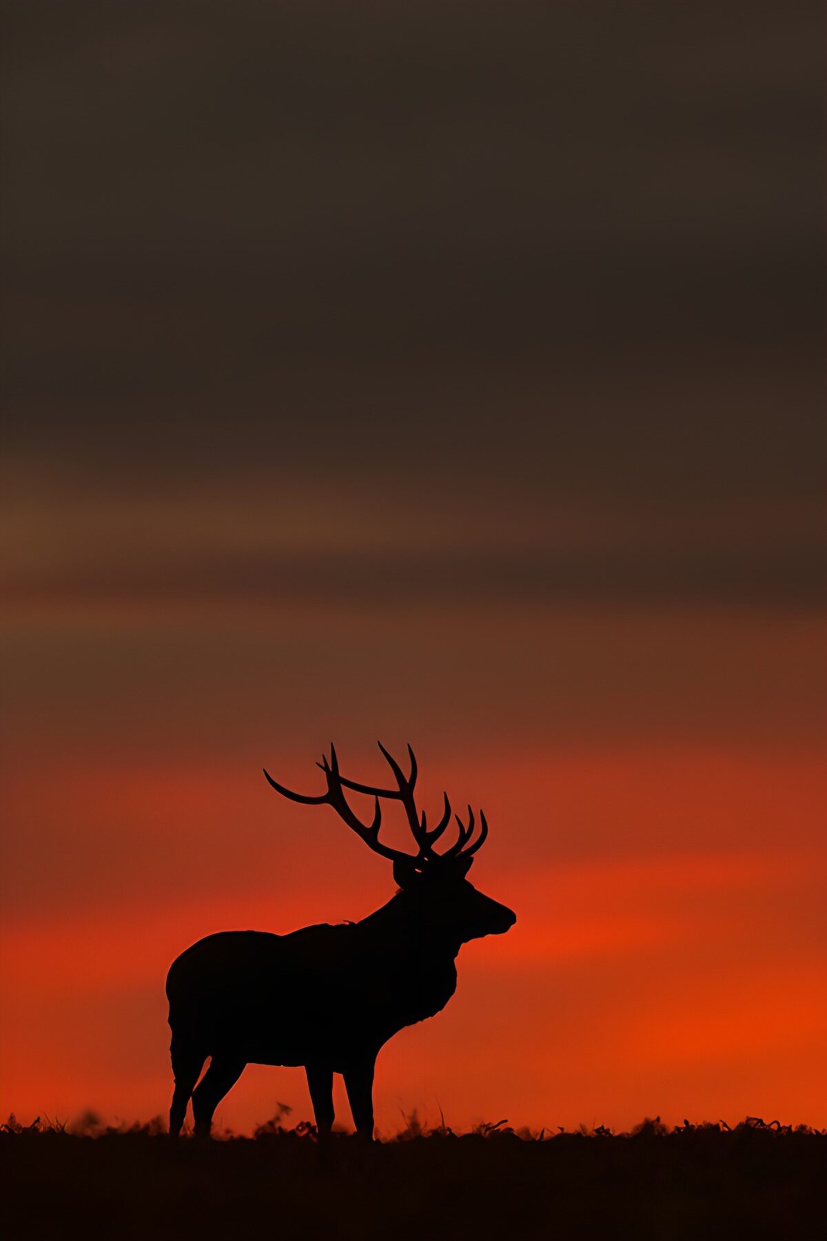 TPFR64650: Cerf majestueux au coucher du soleil