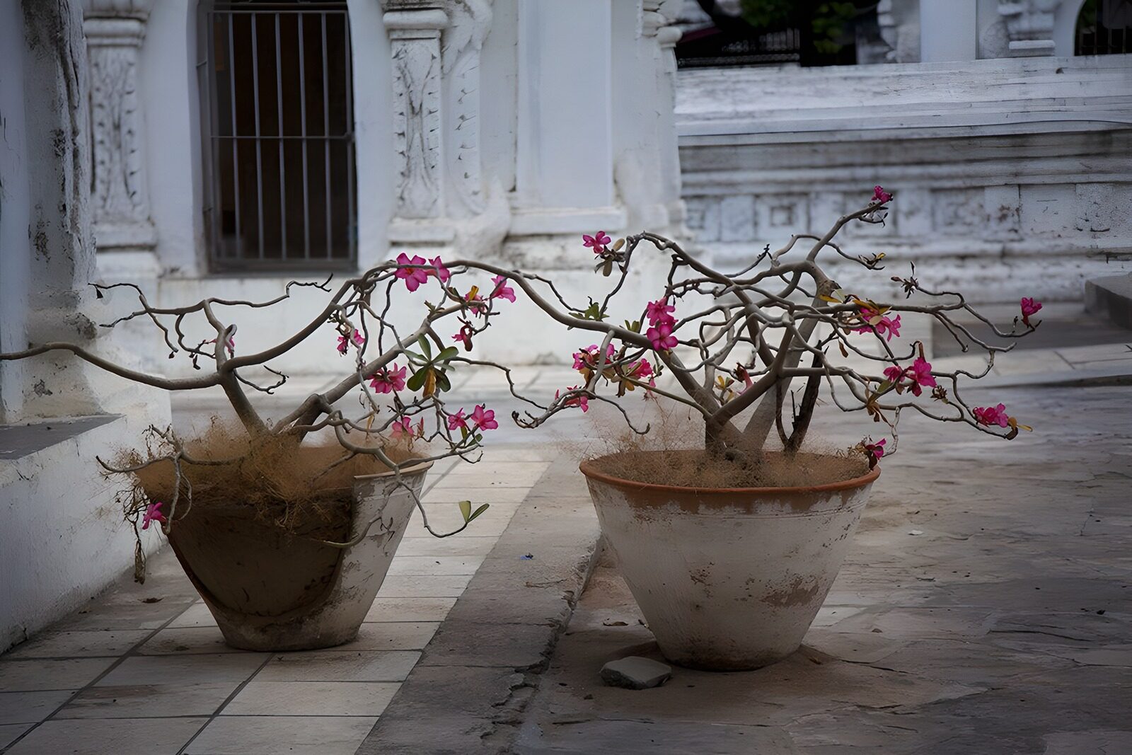 TPFR71354: Fleurs séchées dans des pots en terre