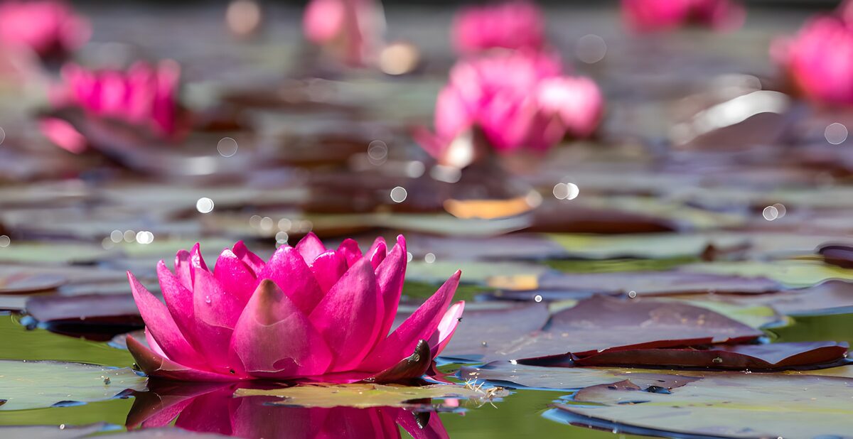 Fleur de lotus au printemps
