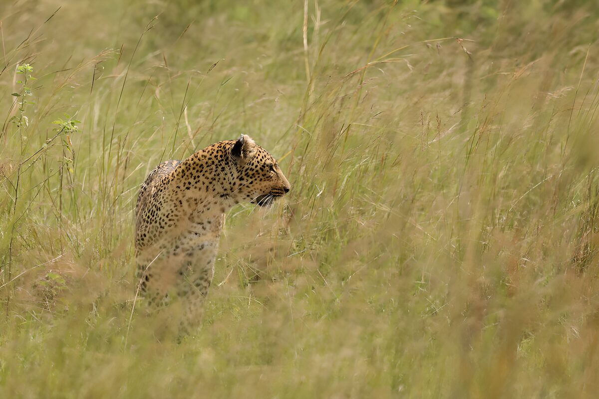 TPFR74125: Léopard dans la savane