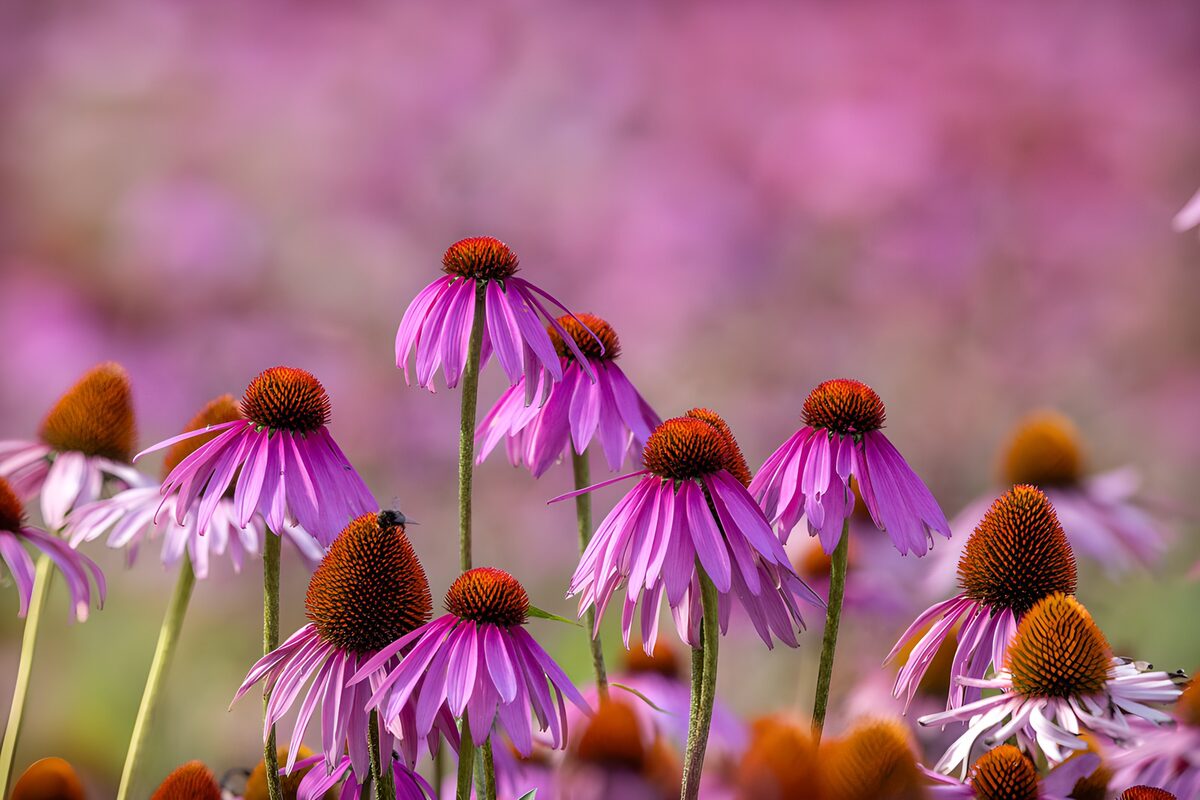 : Champs de fleurs violettes en été