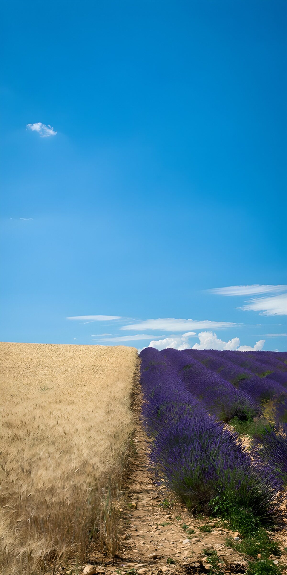 TPFR84351: Paysage de lavande et blé en été