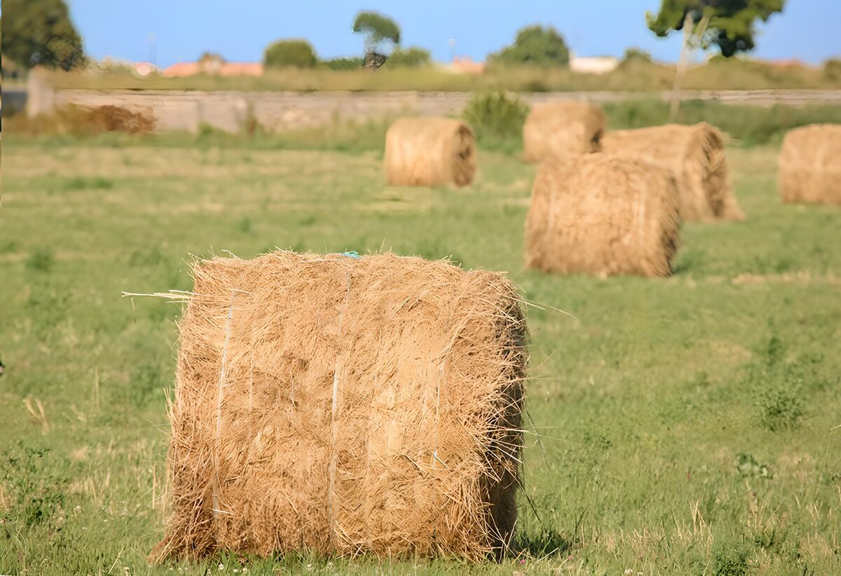 Roulottes de foin dans un champ verdoyant