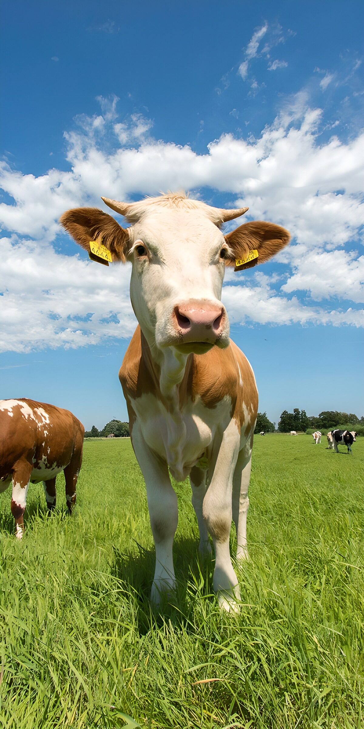 TPFR56379: Vache curieuse dans un champ verdoyant