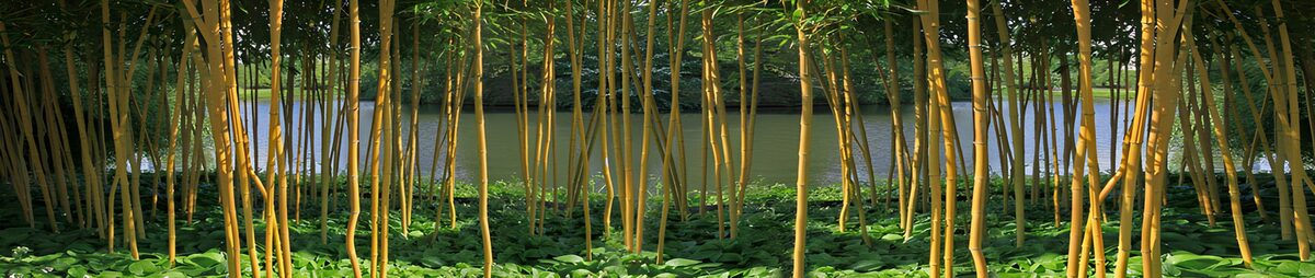 TPFR20795: : Forêt de bambou au bord de l'eau