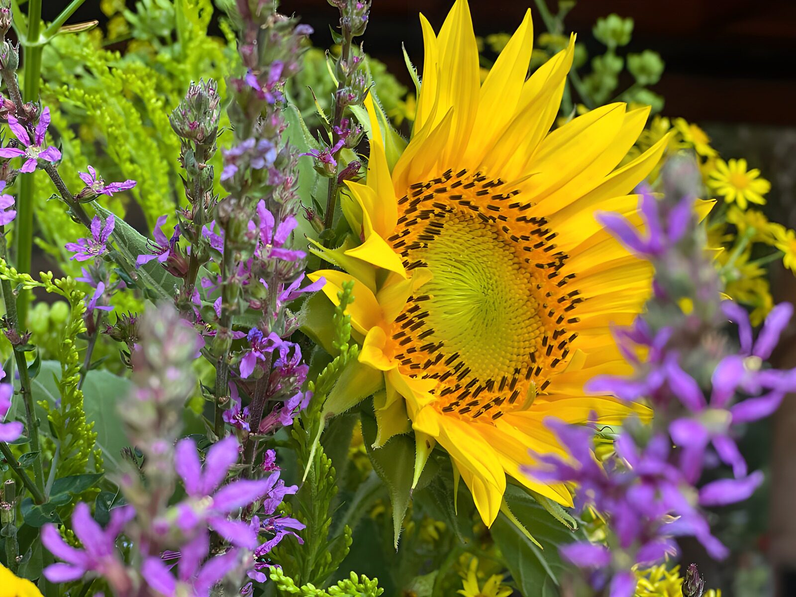 TPFR15020: Tournesol et fleurs violettes