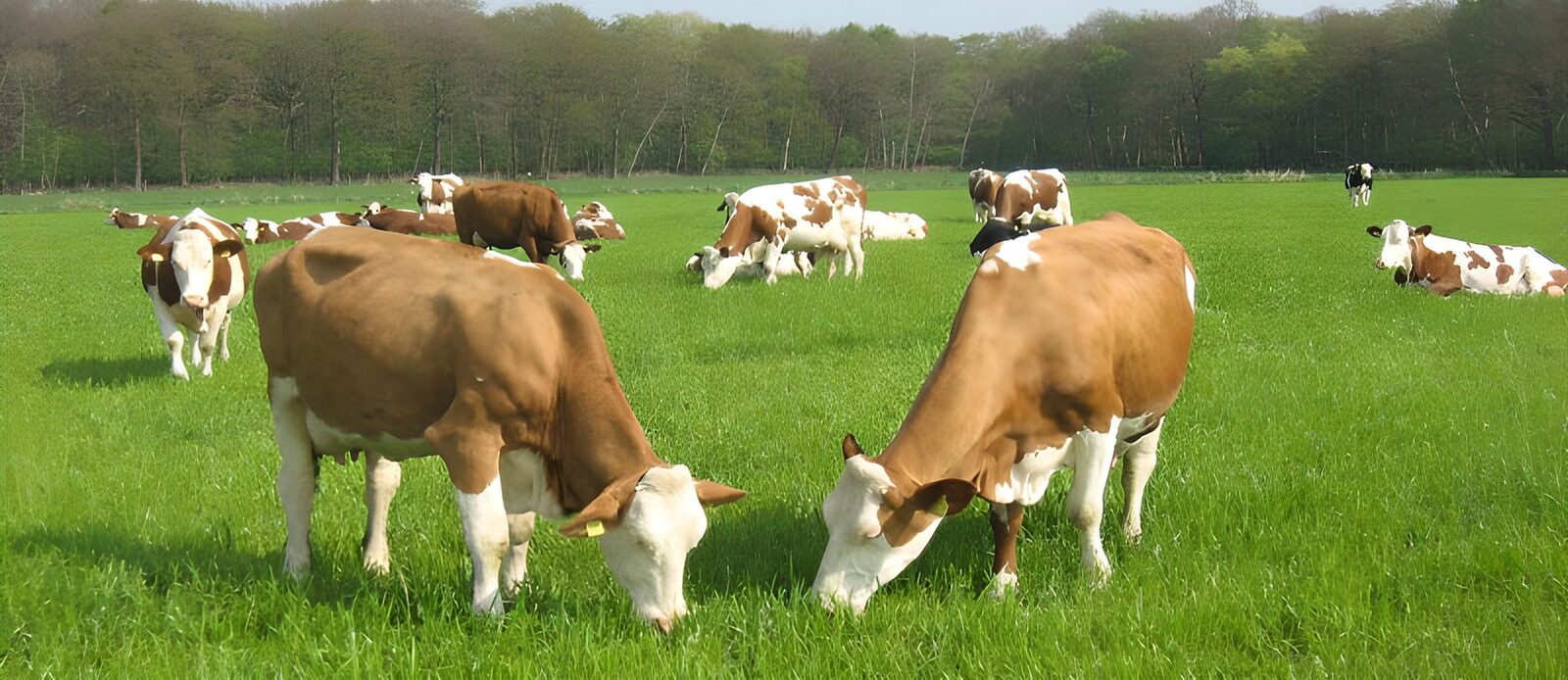 TPFR46968: Vaches 1