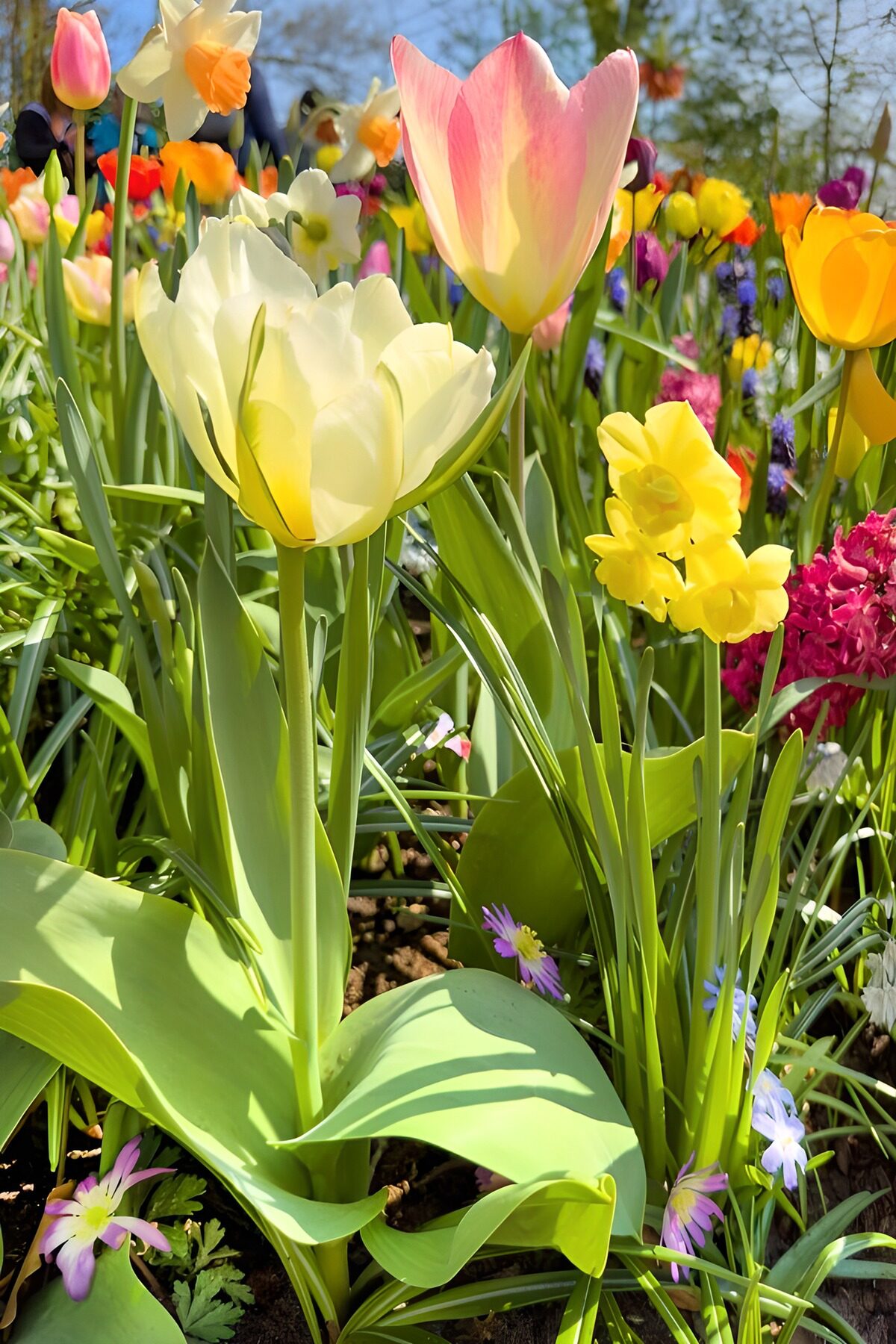 TPFR60257: Jardin de tulipes colorées au printemps