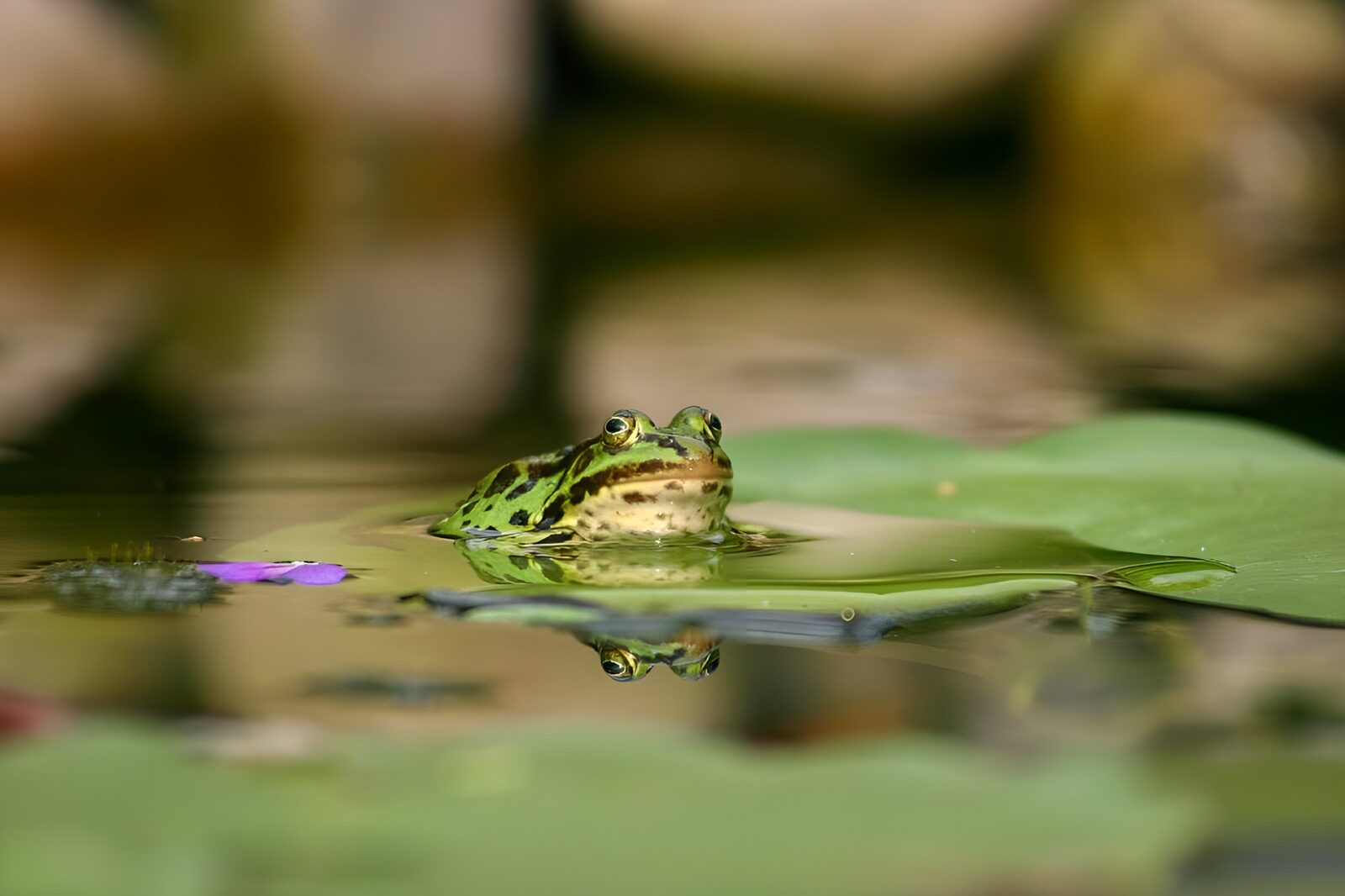 TPFR85268: Grenouille 1