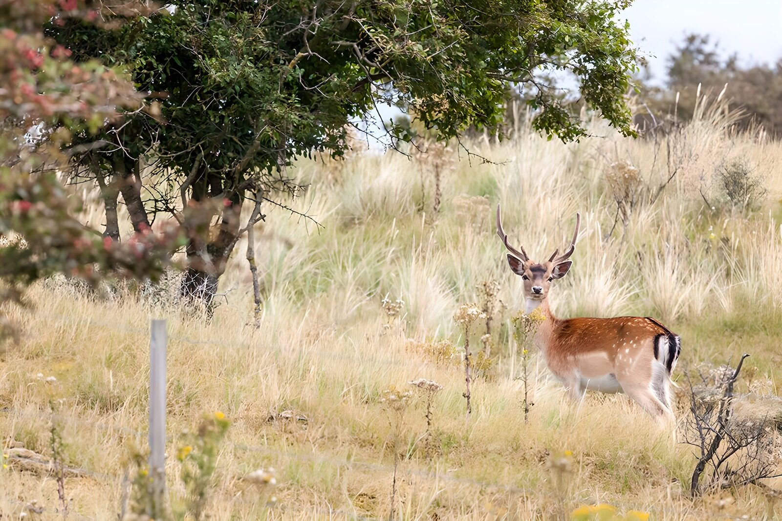 TPFR44167: Un cerf majestueux dans la nature