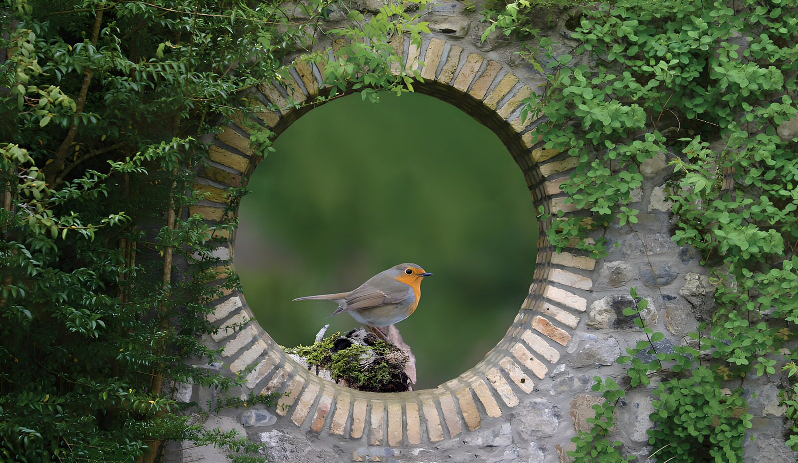 TPFR80098: Un rouge-gorge dans un jardin paisible