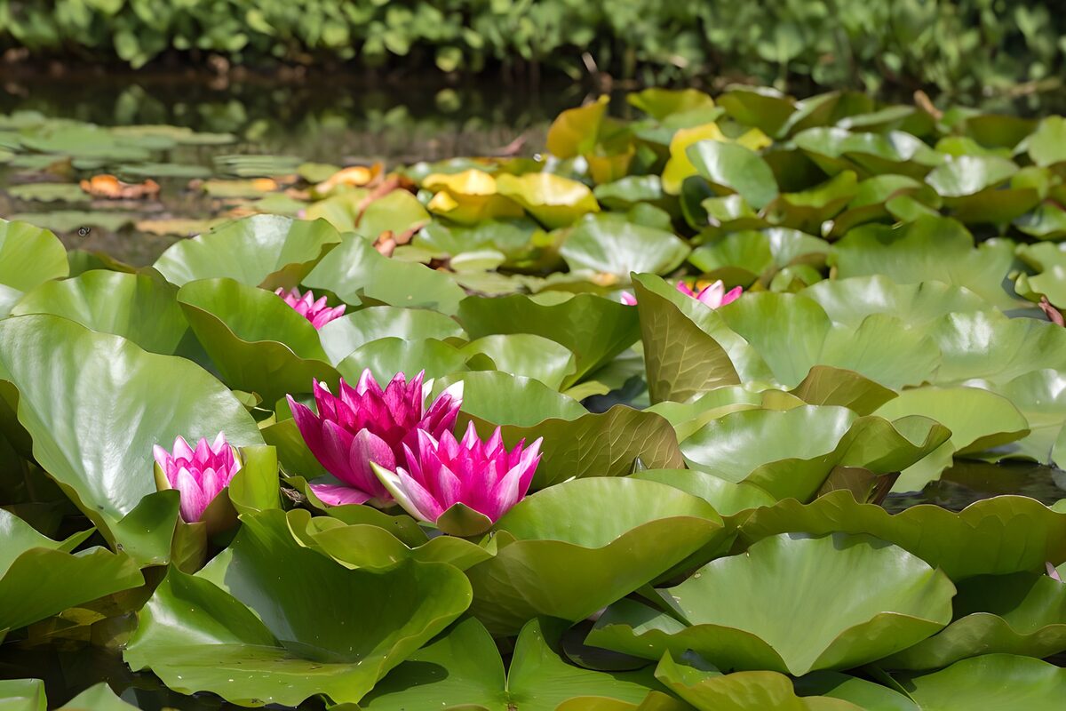 Fleurs de nénuphar en pleine floraison