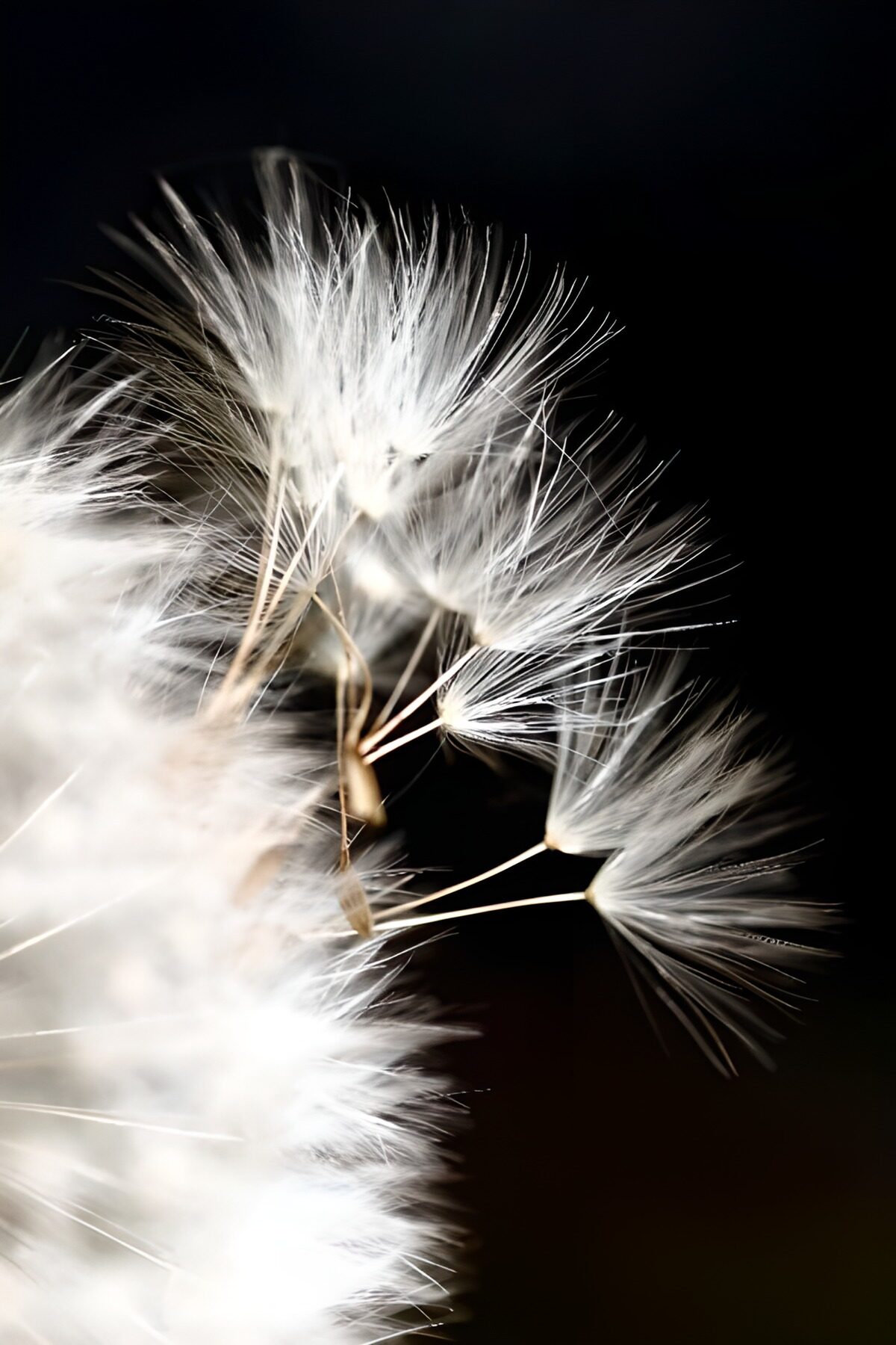 TPFR72836: Photo de fleurs 144