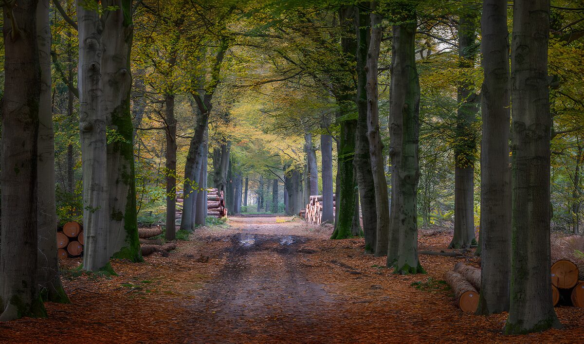 TPFR30602: Chaîne d'arbres en automne