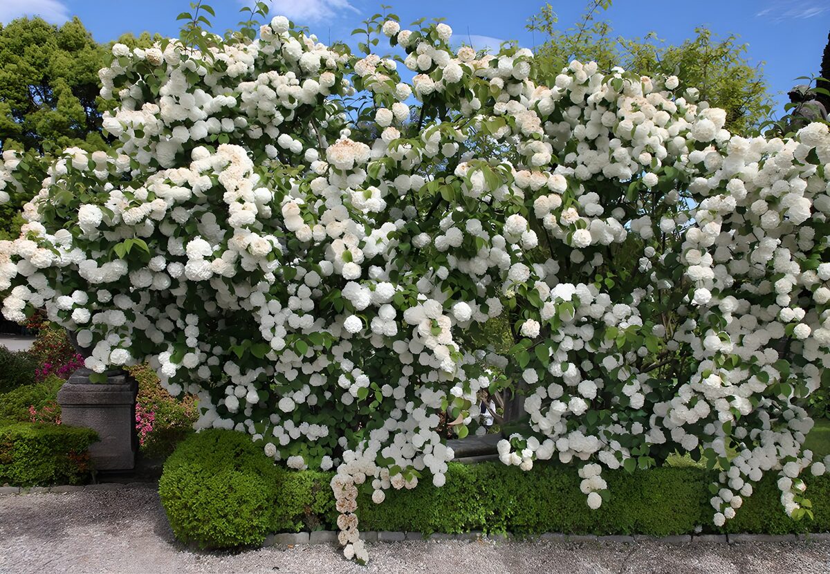 TPFR99787: Mur de fleurs blanches éblouissant