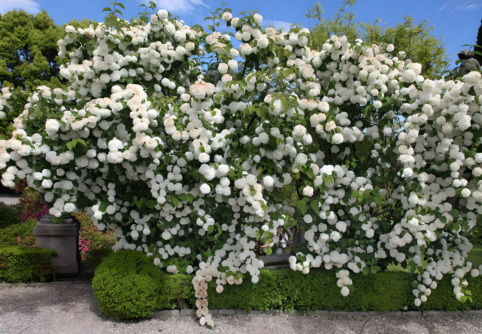 TPFR99787: Mur de fleurs blanches éblouissant