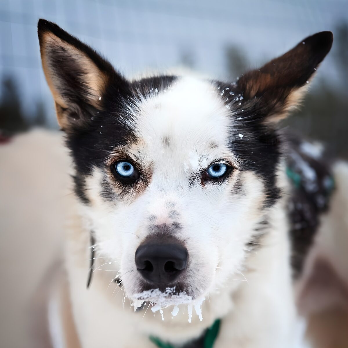 TPFR49818: Husky à yeux bleus dans la neige