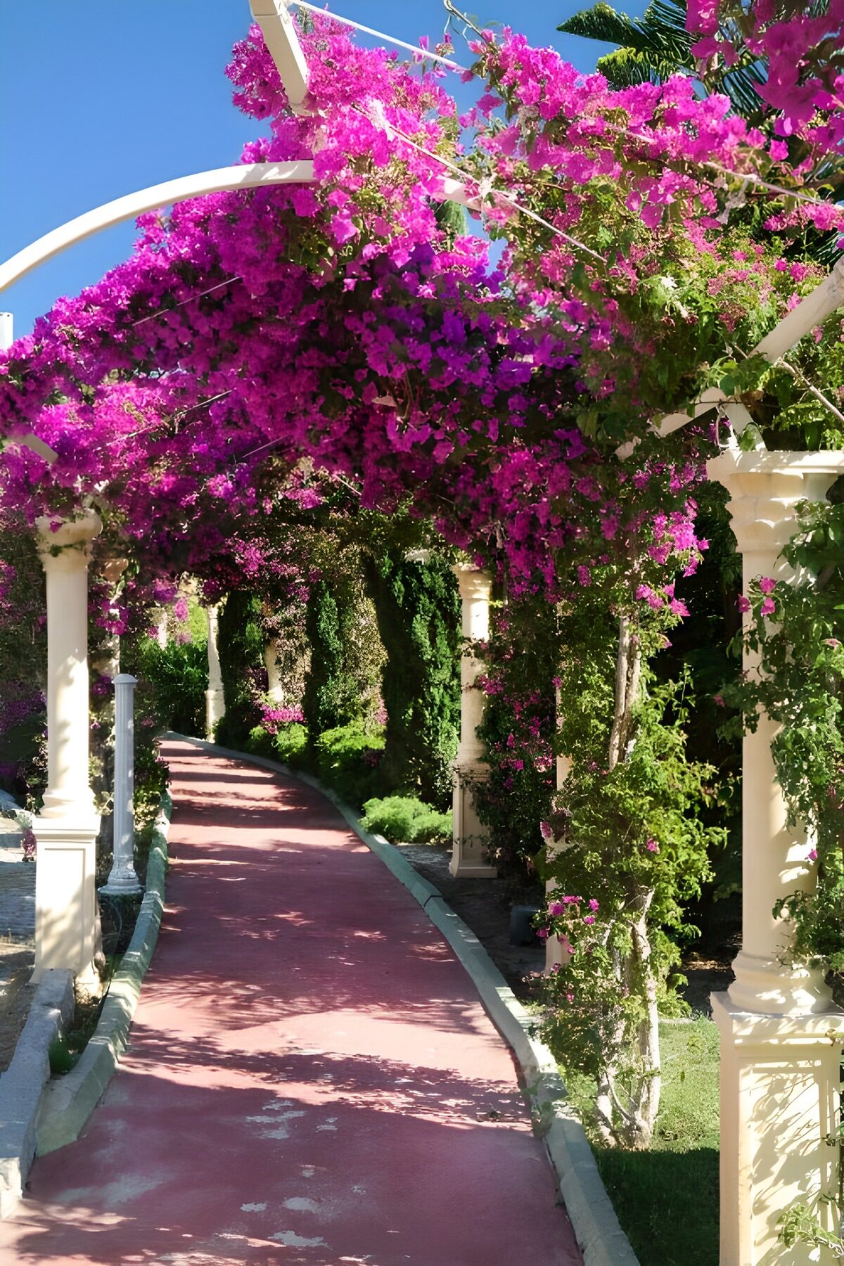 TPFR78334: Allée florale sous les bougainvilliers