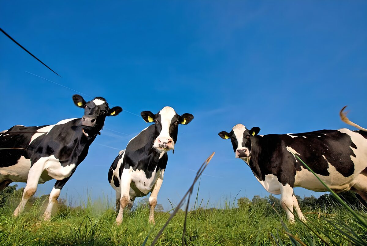 Vaches dans une prairie 3