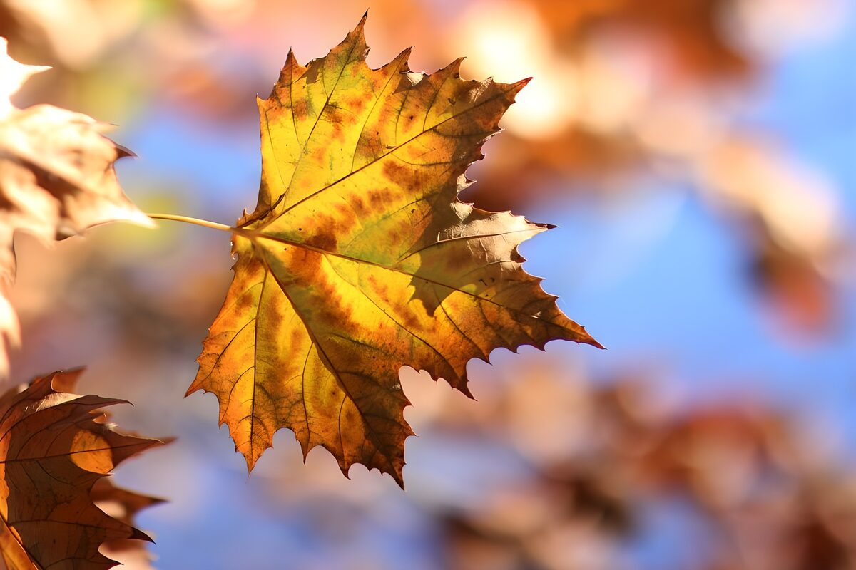 TPFR74997: Feuille d'automne éclatante