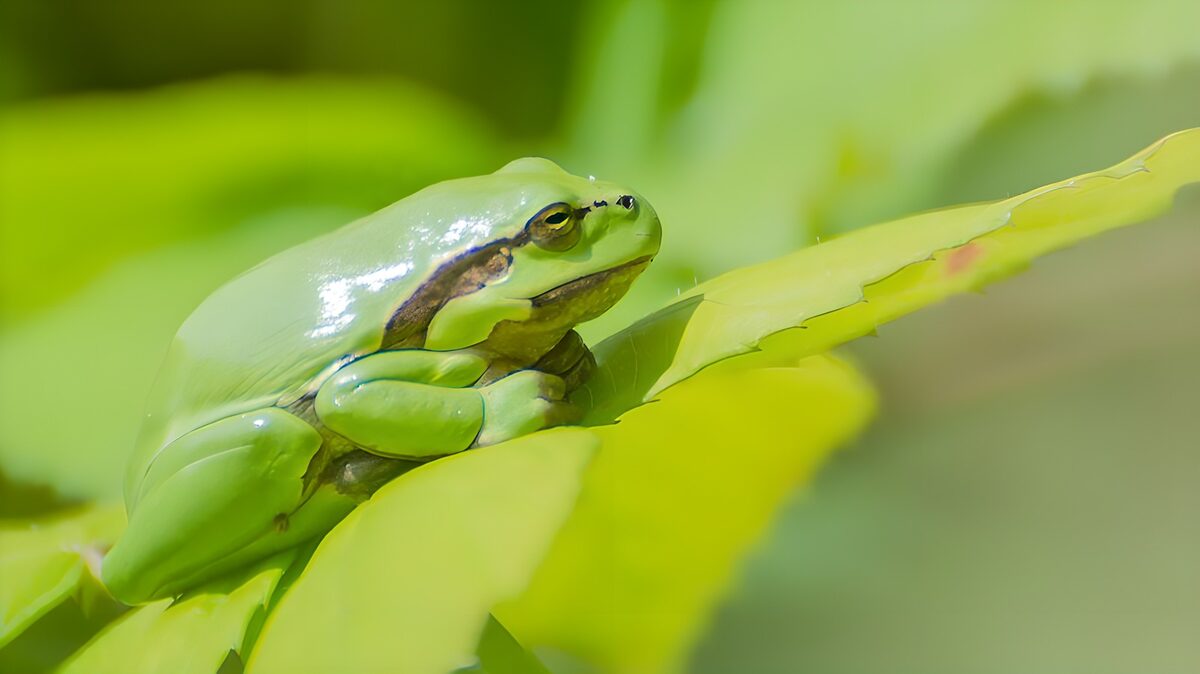 Grenouille verte sur une feuille