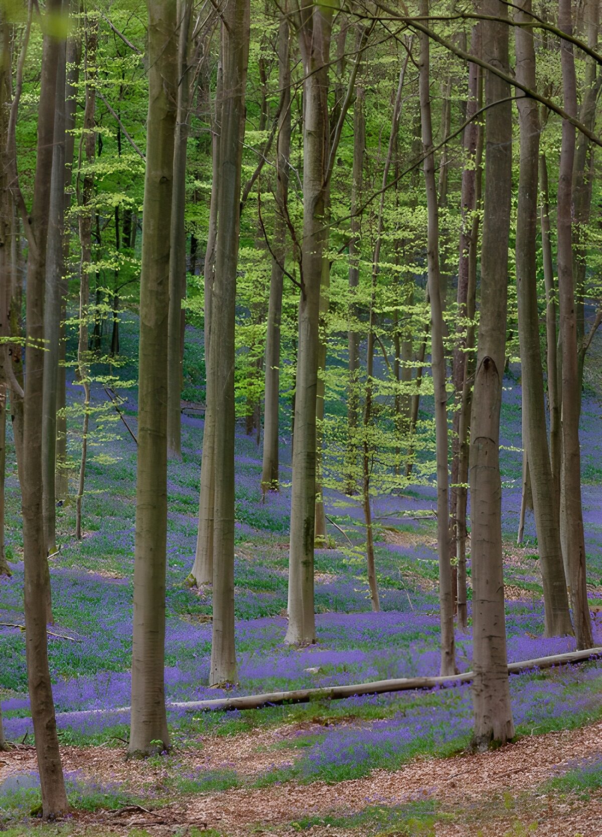TPFR56001: Forêt enchantée de fleurs violettes