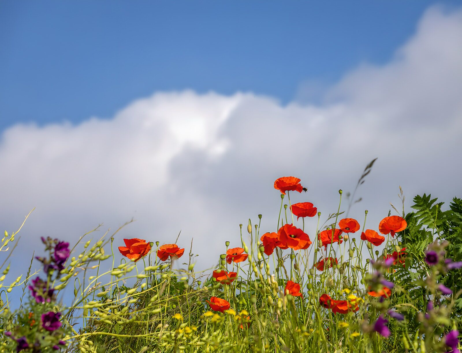 TPFR62860: Champs de coquelicots sous un ciel bleu