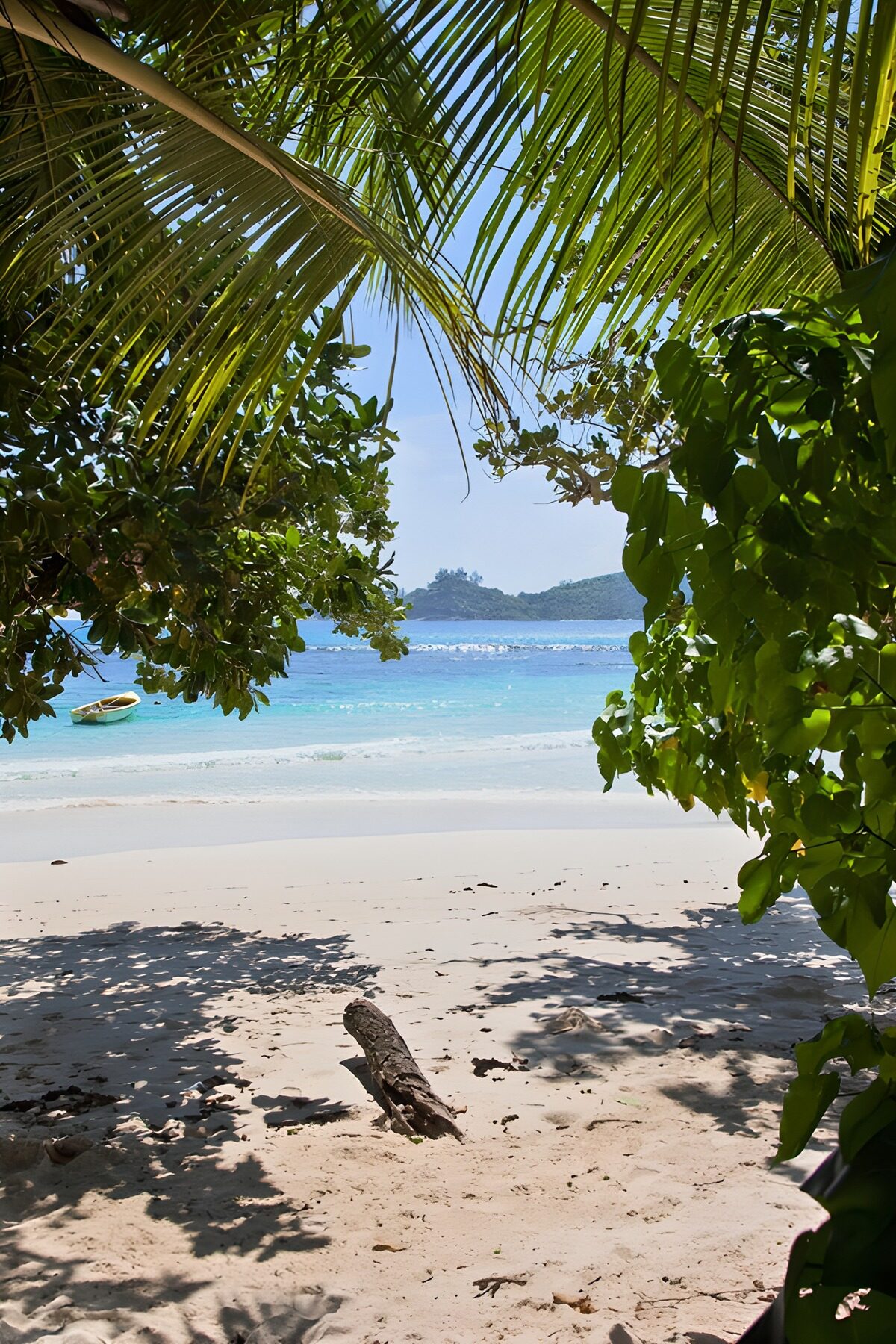 TPFR43815: Plage tropicale sous les palmiers