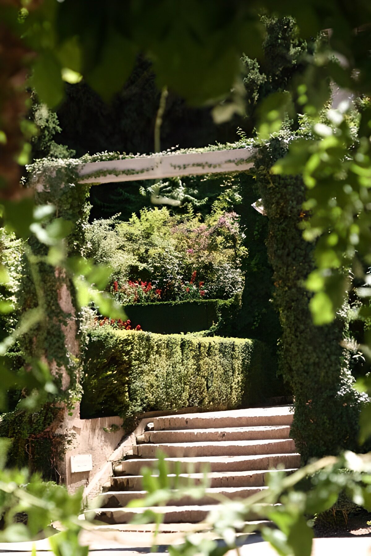 Escalier entouré de hauts buis avec une plante grimpante à l'avant-plan