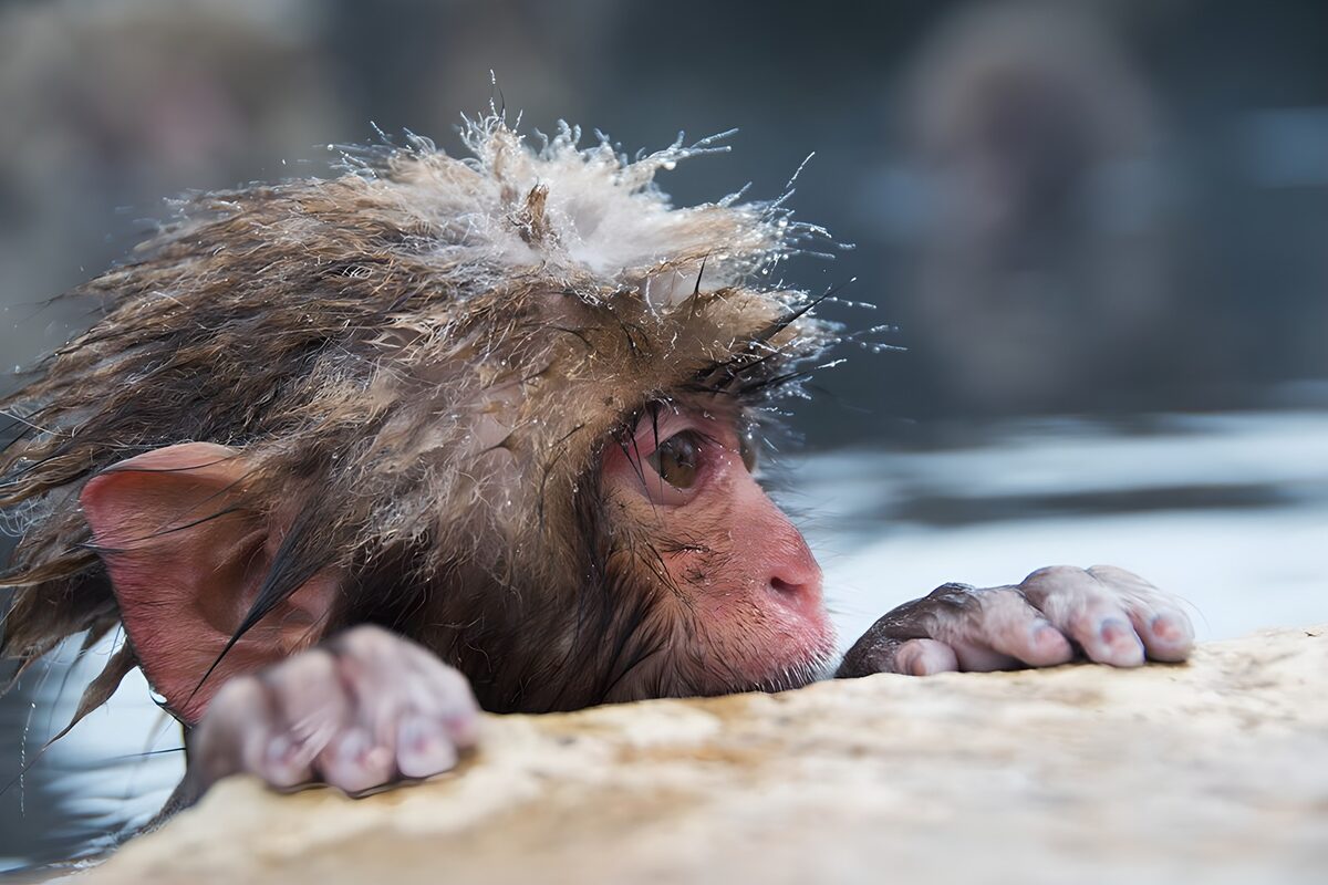 Un jeune singe curieux dans l'eau