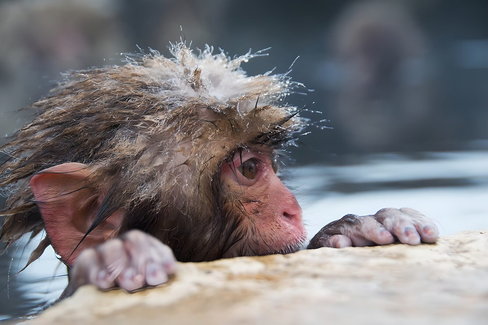 TPFR14215: Un jeune singe curieux dans l'eau