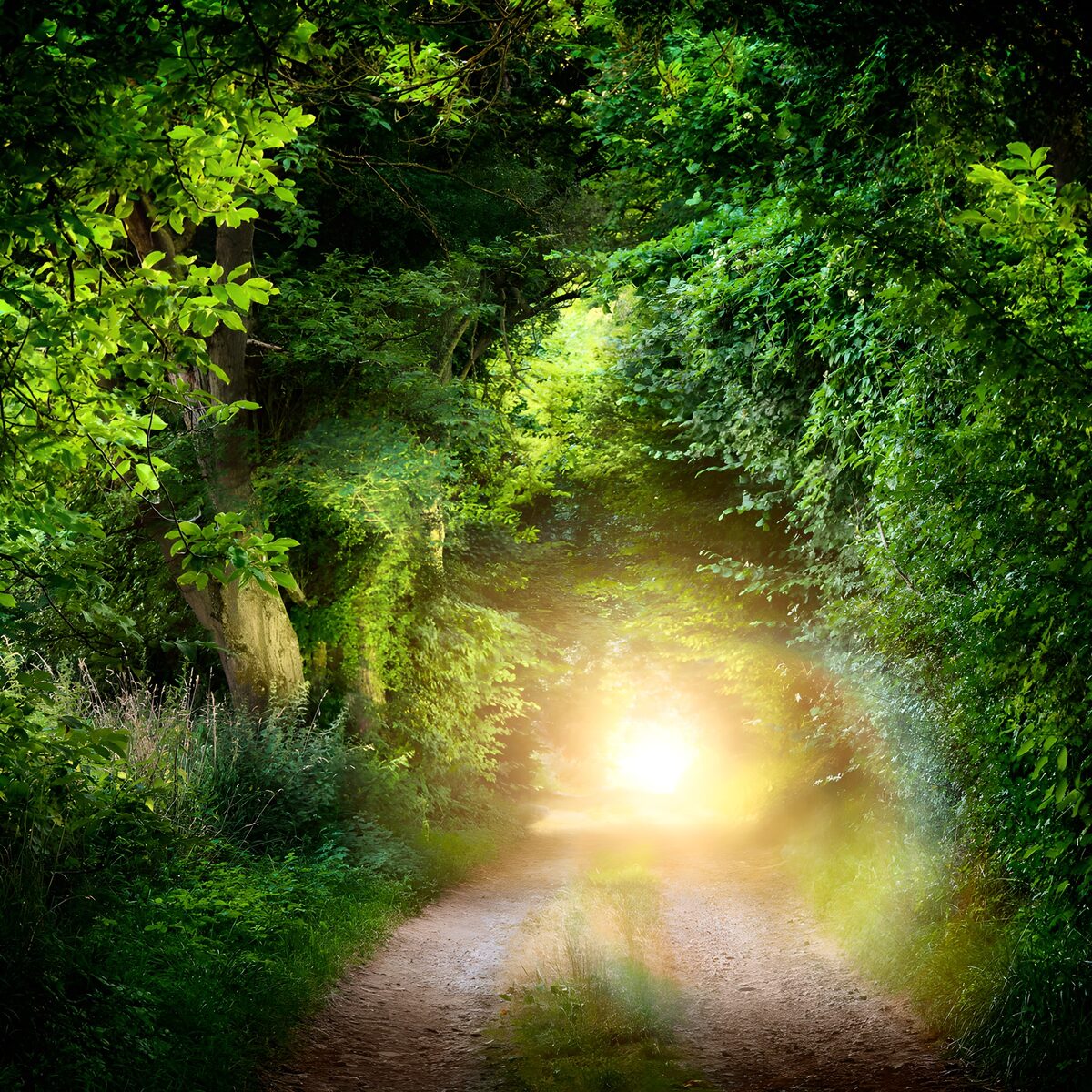 Sentier lumineux dans la forêt enchantée