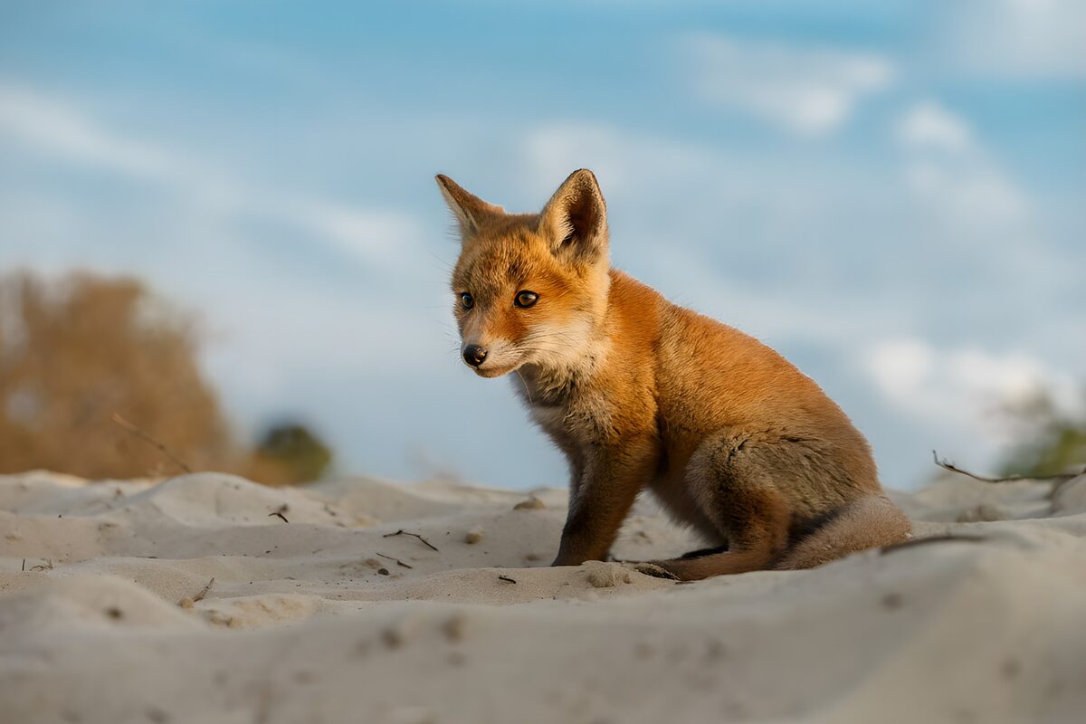TPFR37214: Un jeune renard sur le sable doré