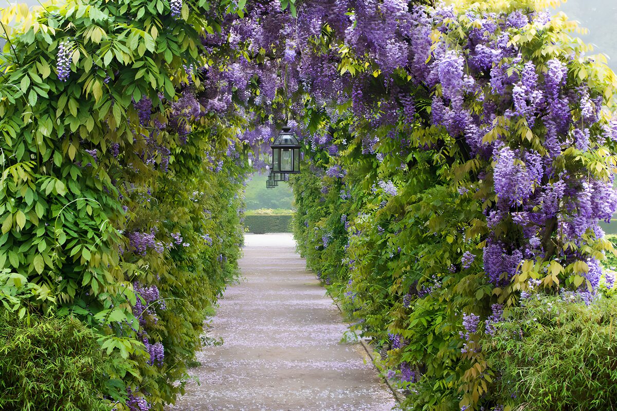 TPFR32028: Allée enchantée sous les fleurs mauves