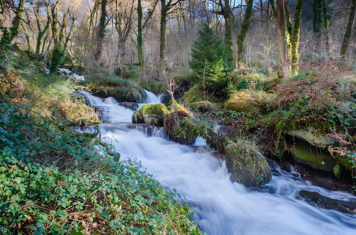 TPFR68913: Rivière paisible au cœur de la forêt