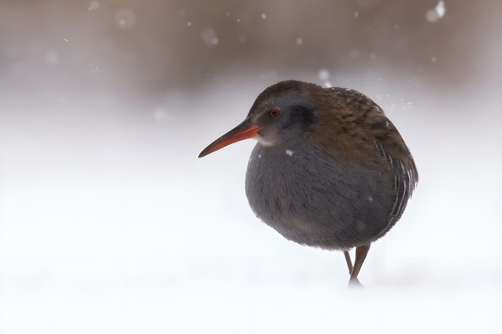 TPFR36680: Ral comme un oiseau sous la neige