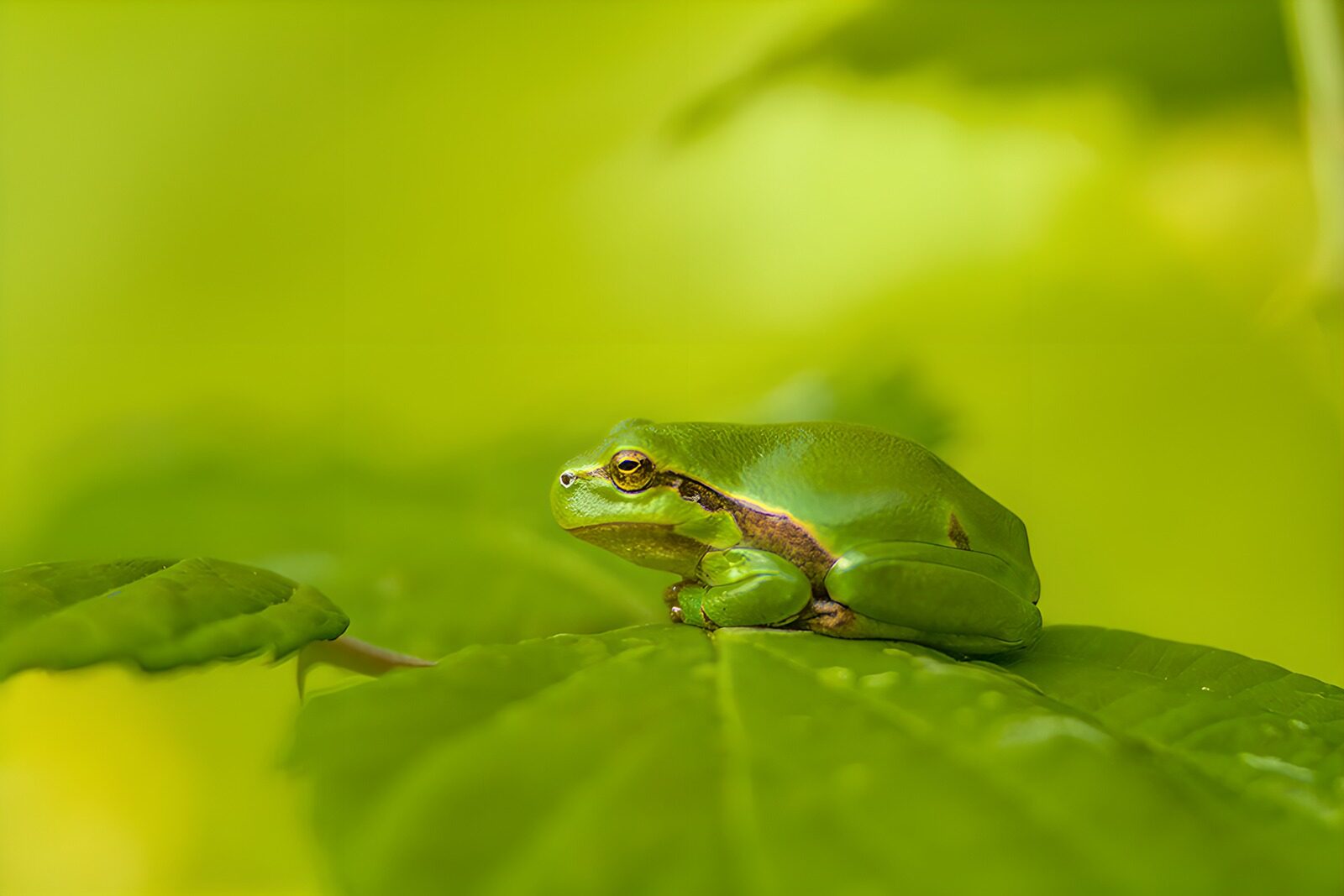 TPFR77371: Grenouille verte sur une feuille