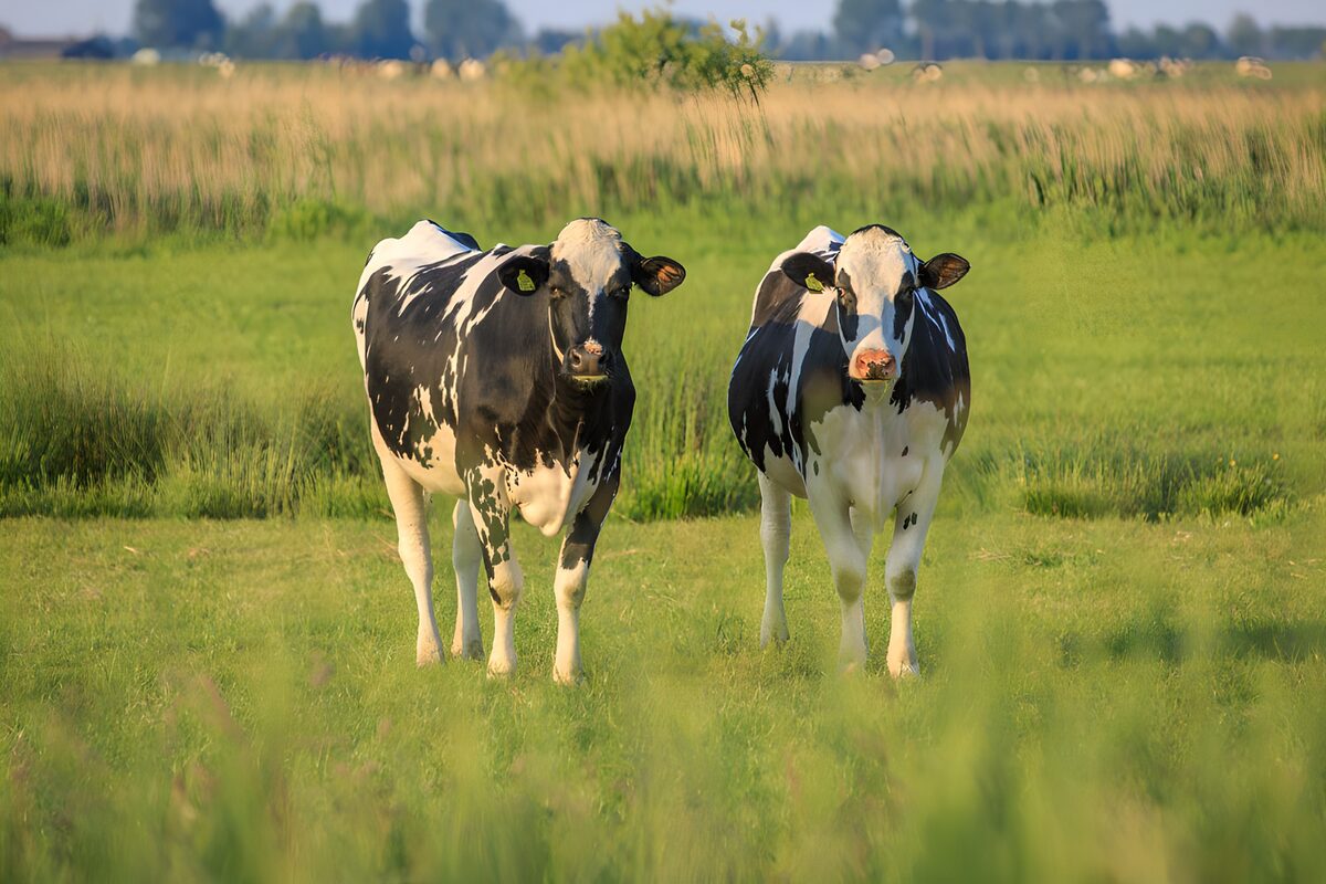 TPFR82525: Deux vaches dans un pré verdoyant