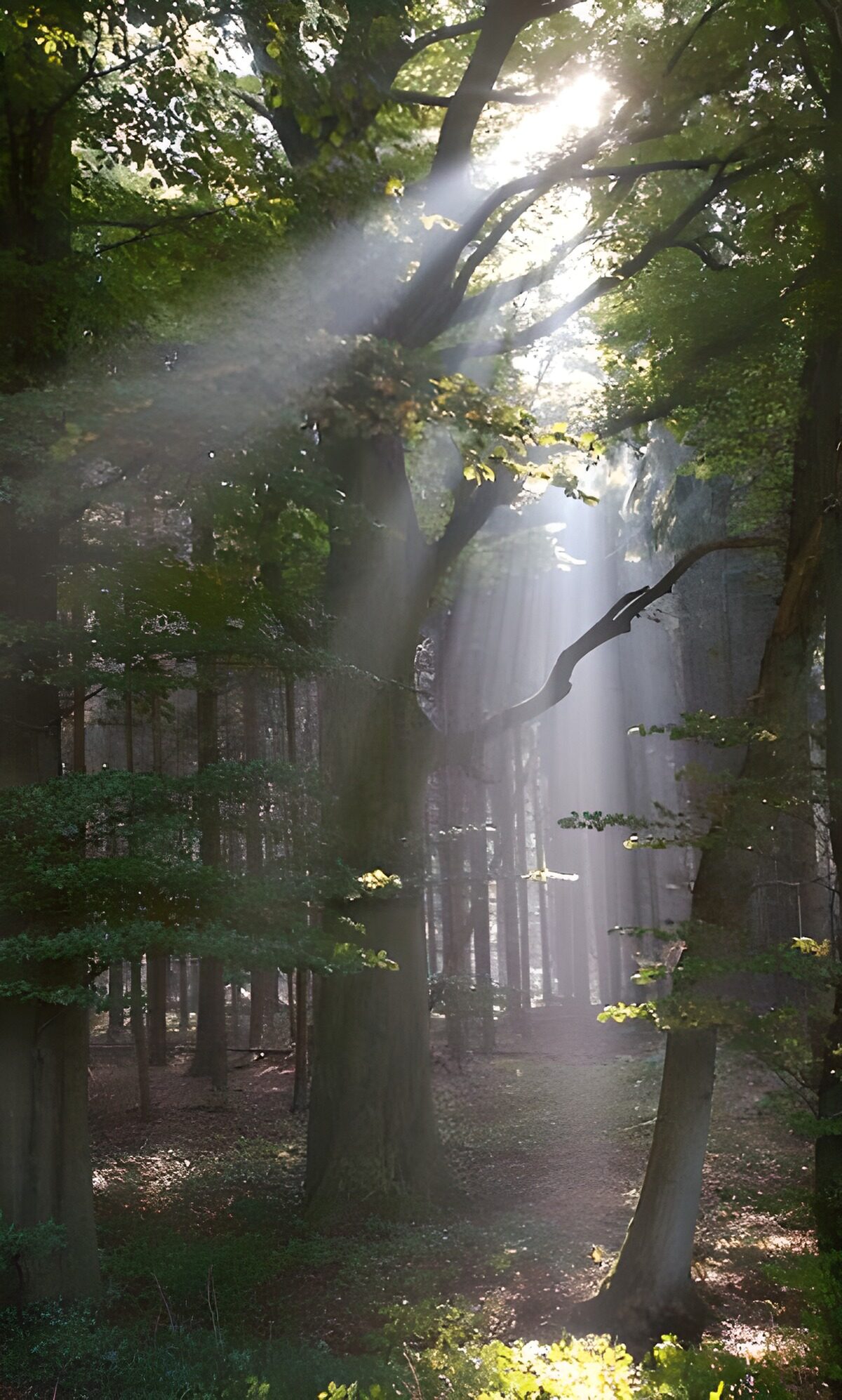 TPFR79675: Bois et parcs 1