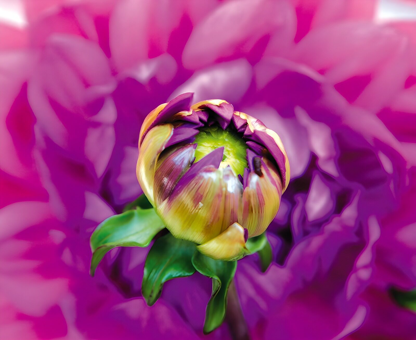 TPFR25268: Bouton de fleur éclatant en fleurs