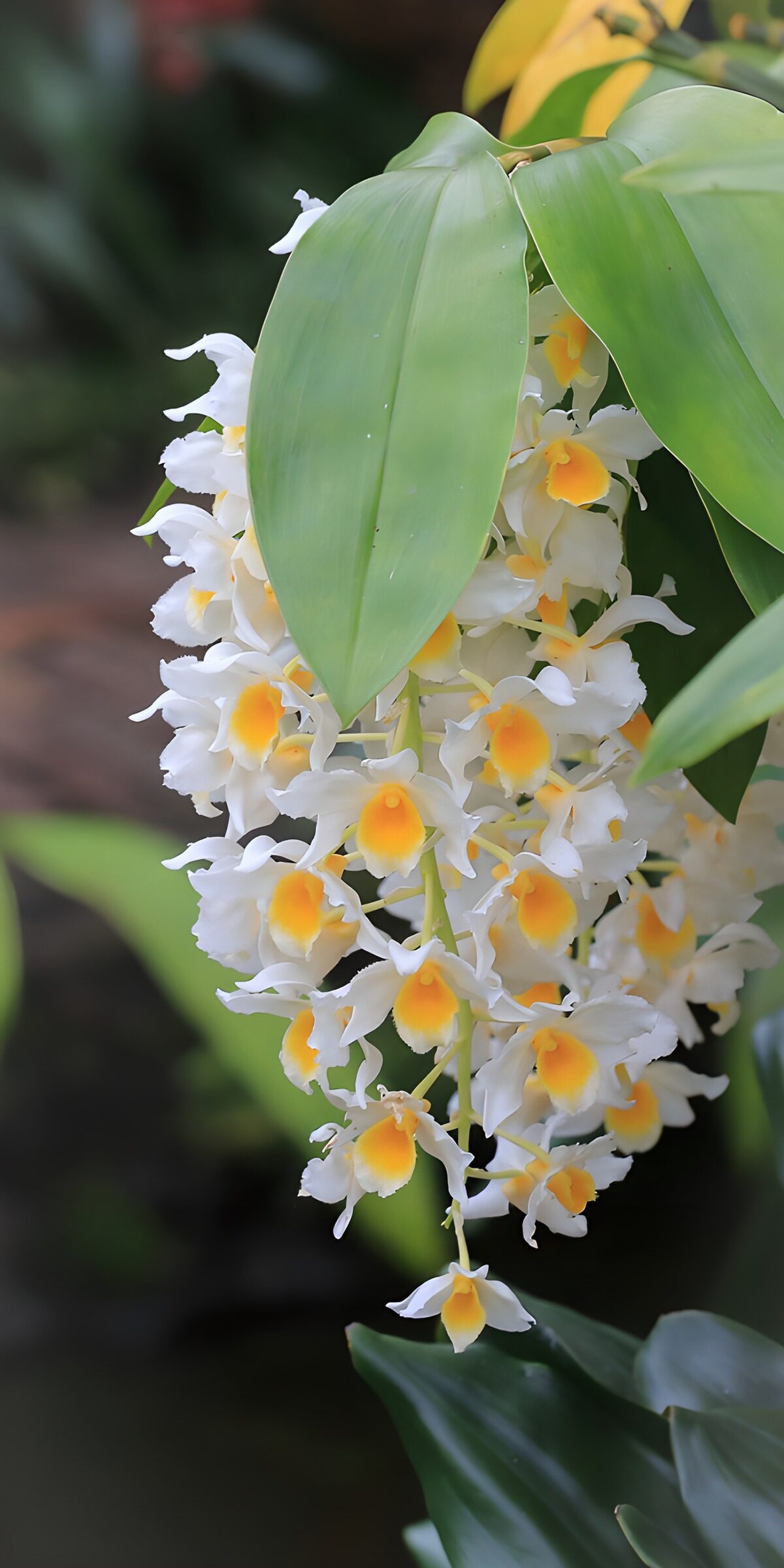 TPFR80238: Orchidée blanche et jaune en fleurs