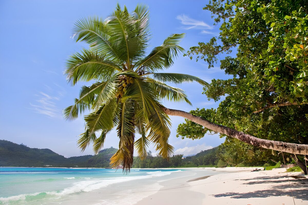 TPFR88018: Plage tranquille sous un palmier