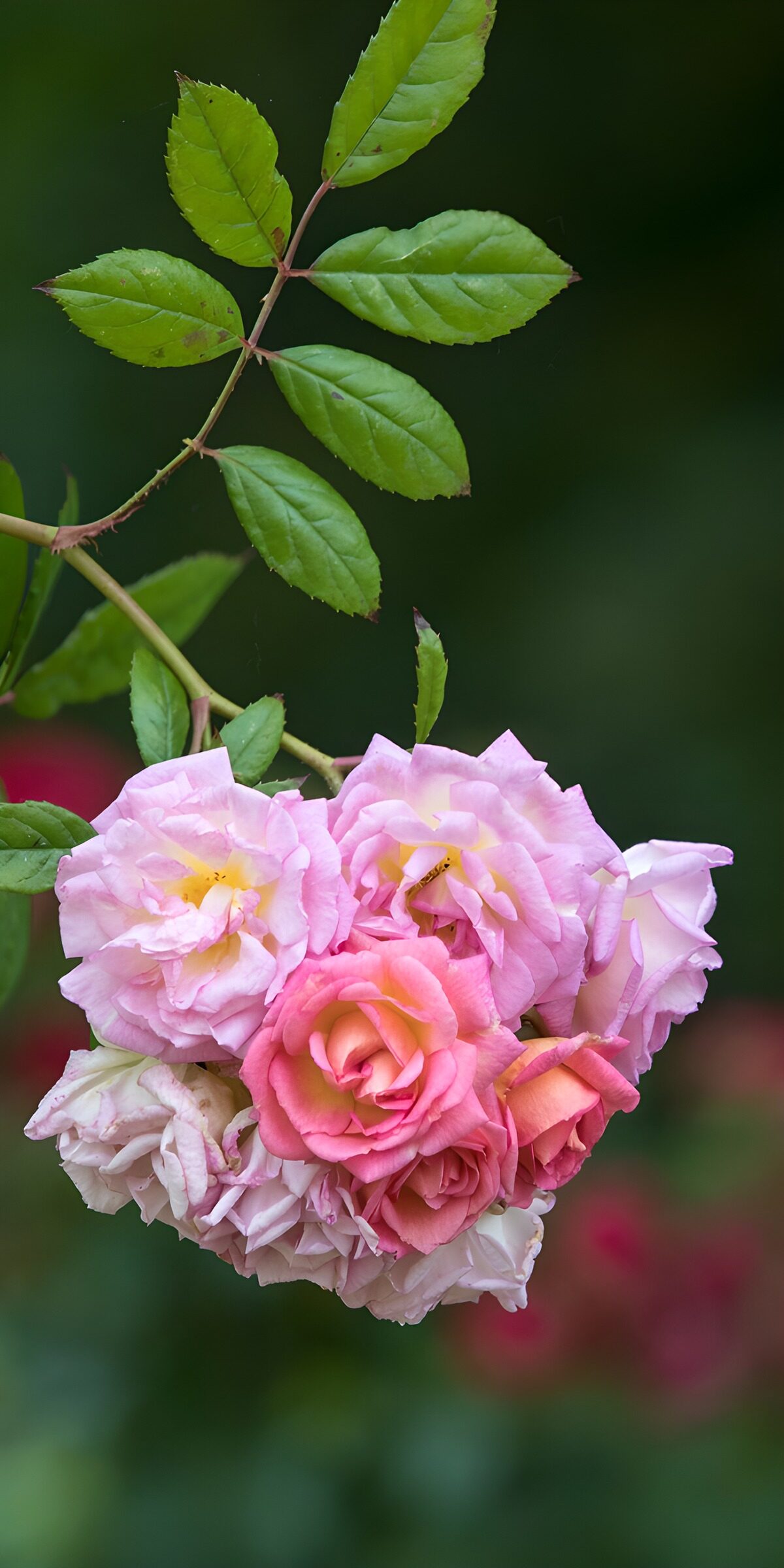 TPFR78212: Bouquet de roses délicates